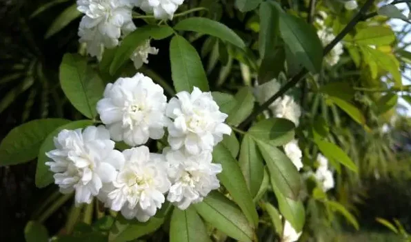 木香花和蔷薇花的区别 | 常识大全