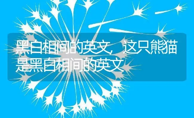 黑白相间的英文,这只熊猫是黑白相间的英文 | 养殖科普