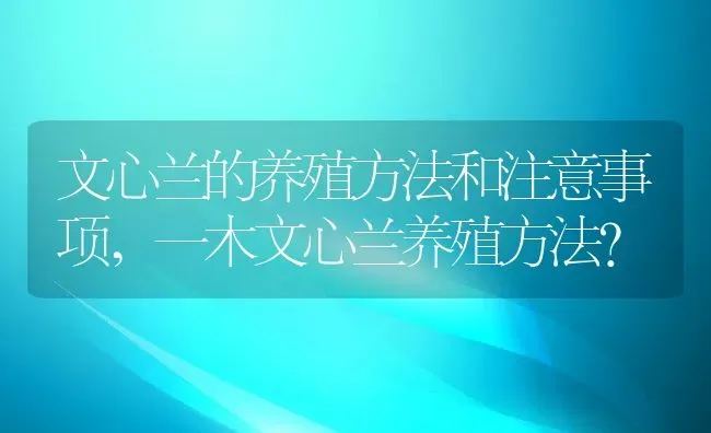 文心兰的养殖方法和注意事项,一木文心兰养殖方法？ | 养殖科普