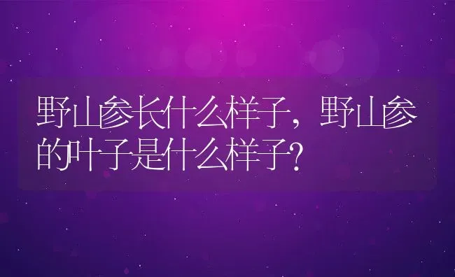 野山参长什么样子,野山参的叶子是什么样子？ | 养殖科普