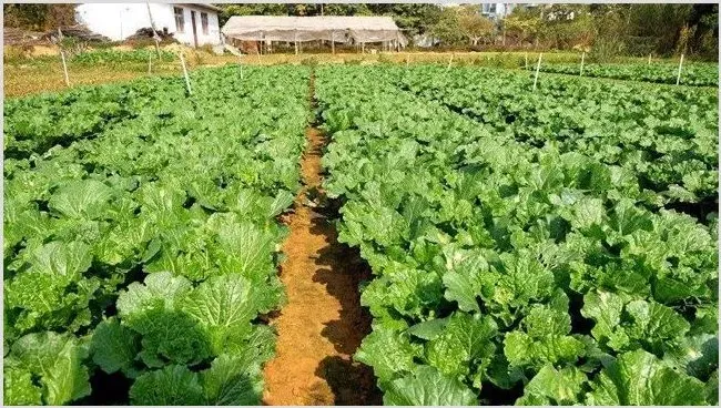 蔬菜如何促深根增产 | 常识大全