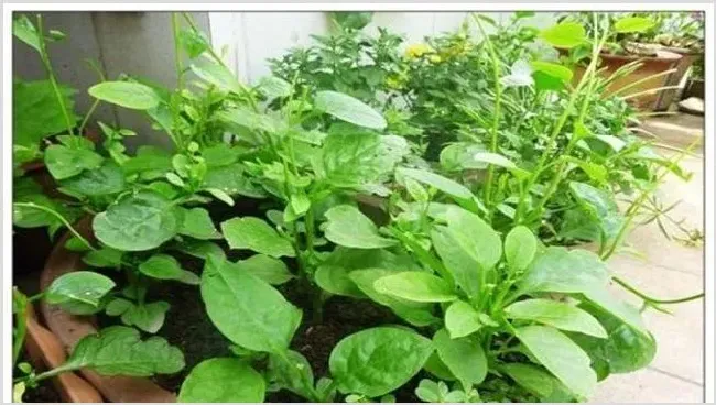 木耳菜种植注意事项 | 三农知识