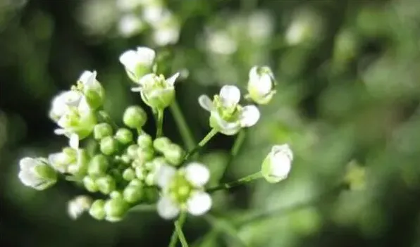 荠菜开什么颜色的花 | 三农知识