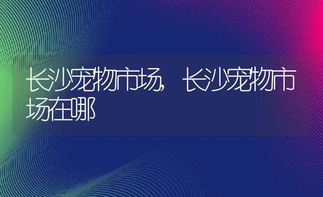 长沙宠物市场,长沙宠物市场在哪 | 养殖科普