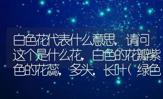 白色花代表什么意思,请问这个是什么花，白色的花瓣紫色的花蕊，多头，长叶(绿色)？ | 养殖科普