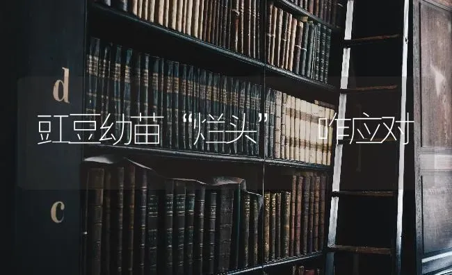 豇豆幼苗“烂头” 咋应对 | 养殖技术大全