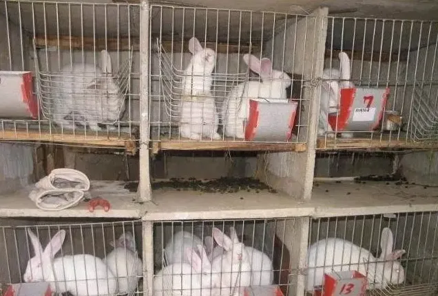 肉兔价格多少钱一斤 | 妙招大全