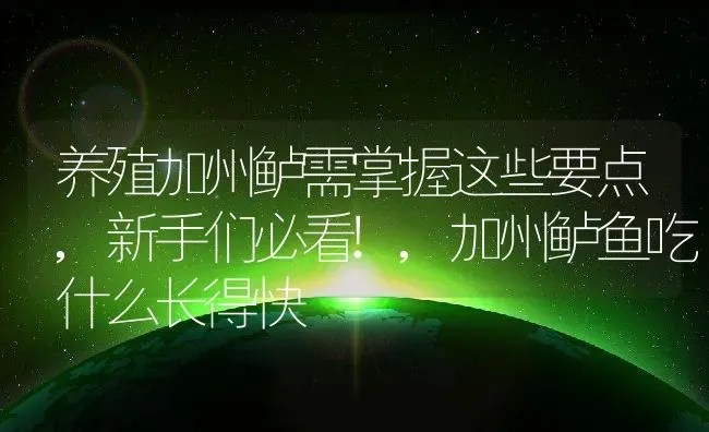 养殖加州鲈需掌握这些要点,新手们必看!,加州鲈鱼吃什么长得快 | 养殖学堂