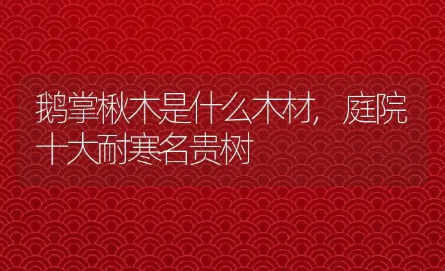 鹅掌楸木是什么木材,庭院十大耐寒名贵树 | 养殖学堂