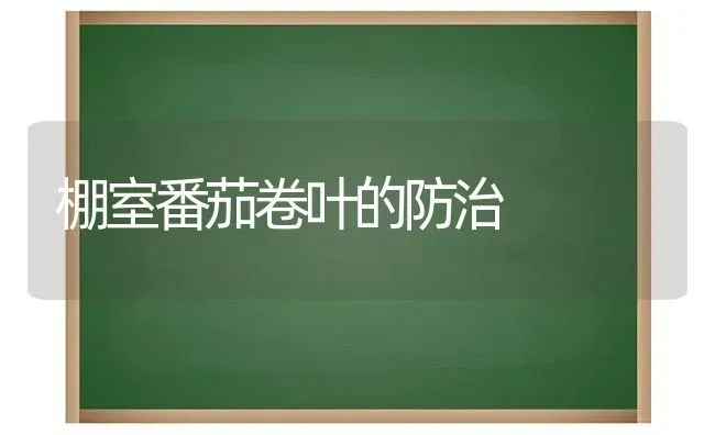 棚室番茄卷叶的防治 | 养殖技术大全