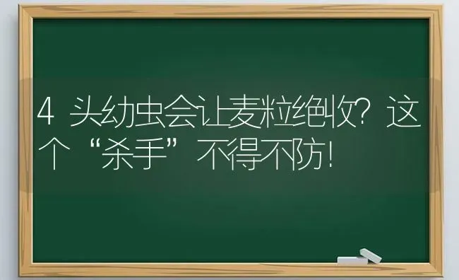 4头幼虫会让麦粒绝收?这个“杀手”不得不防！ | 养殖技术大全