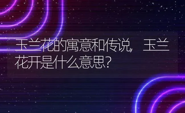 玉兰花的寓意和传说,玉兰花开是什么意思？ | 养殖科普