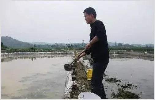 台湾泥鳅池塘生态养殖技术 | 生活常识