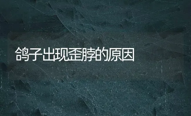 鸽子出现歪脖的原因 | 养殖技术大全