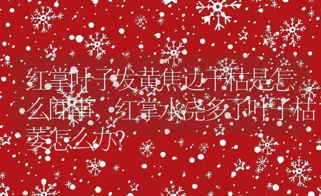 红掌叶子发黄焦边干枯是怎么回事,红掌水浇多了叶子枯萎怎么办？ | 养殖学堂