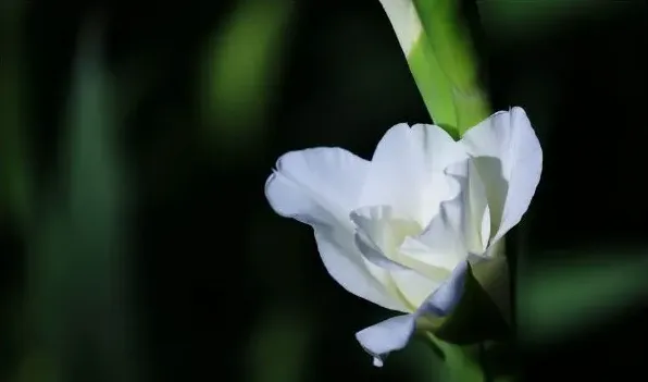 送朋友送什么鲜花 | 生活常识