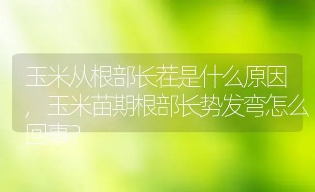 玉米从根部长茬是什么原因,玉米苗期根部长势发弯怎么回事？ | 养殖科普