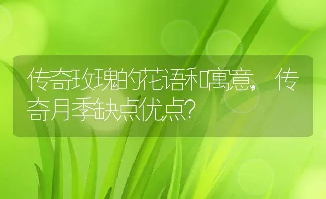 传奇玫瑰的花语和寓意,传奇月季缺点优点？ | 养殖科普