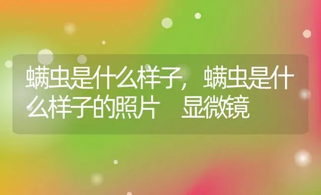 螨虫是什么样子,螨虫是什么样子的照片 显微镜 | 养殖资料