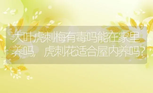 大叶虎刺梅有毒吗能在家里养吗,虎刺花适合屋内养吗？ | 养殖科普
