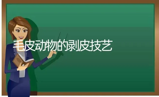 毛皮动物的剥皮技艺 | 养殖技术大全