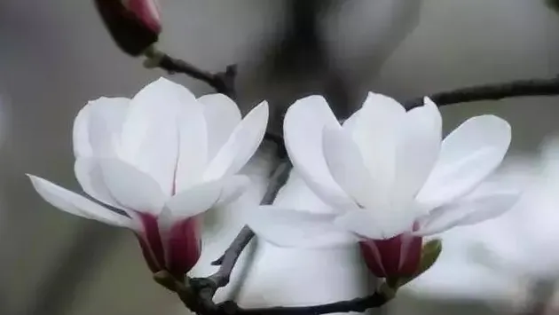 白玉兰花语,玉兰花花语及优美句子？
