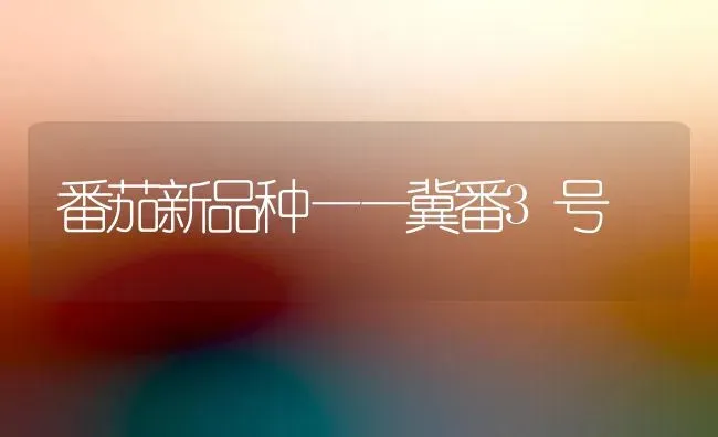 番茄新品种——冀番3号 | 养殖知识