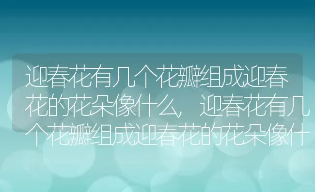 迎春花有几个花瓣组成迎春花的花朵像什么,迎春花有几个花瓣组成迎春花的花朵像什么 | 养殖科普