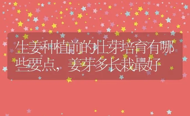 生姜种植前的壮芽培育有哪些要点,姜芽多长栽最好 | 养殖学堂