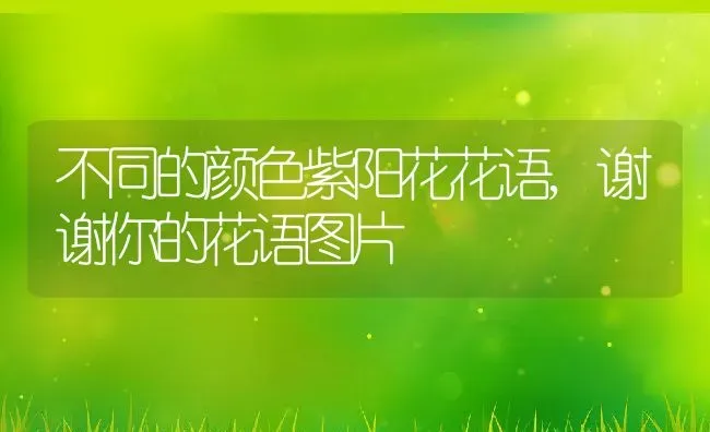 不同的颜色紫阳花花语,谢谢你的花语图片 | 养殖学堂