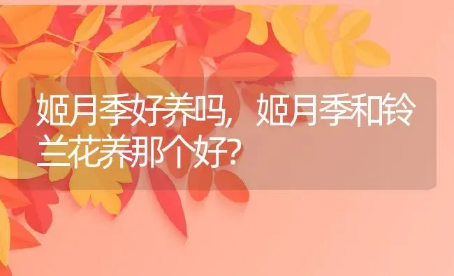 姬月季好养吗,姬月季和铃兰花养那个好？ | 养殖科普