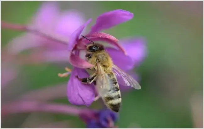 蜜蜂 | 生活妙招