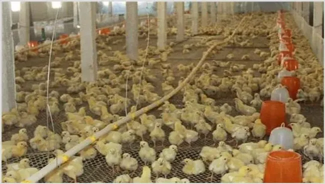育雏鸡的饲养注意什么 | 生活妙招