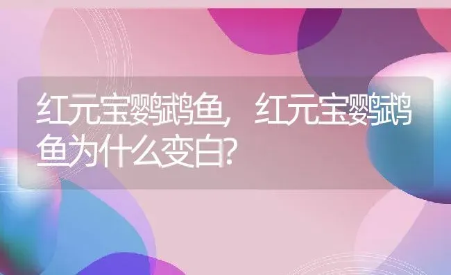 红元宝鹦鹉鱼,红元宝鹦鹉鱼为什么变白? | 养殖科普