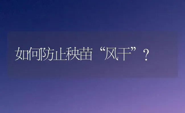 如何防止秧苗“风干”? | 养殖知识