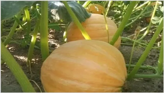 南瓜的种植条件 | 生活妙招