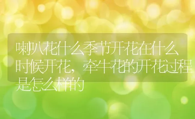喇叭花什么季节开花在什么时候开花,牵牛花的开花过程是怎么样的 | 养殖学堂