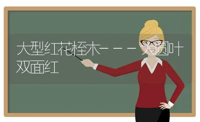 大型红花桎木---大圆叶双面红 | 养殖技术大全