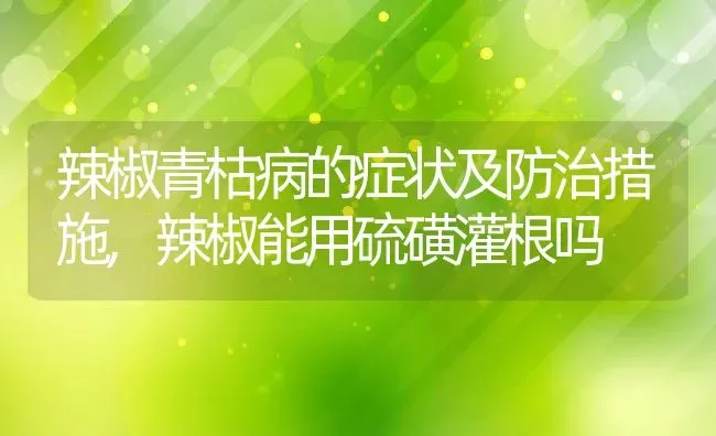 辣椒青枯病的症状及防治措施,辣椒能用硫磺灌根吗 | 养殖学堂