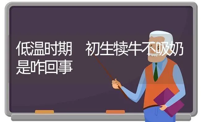 低温时期 初生犊牛不吸奶是咋回事 | 养殖技术大全