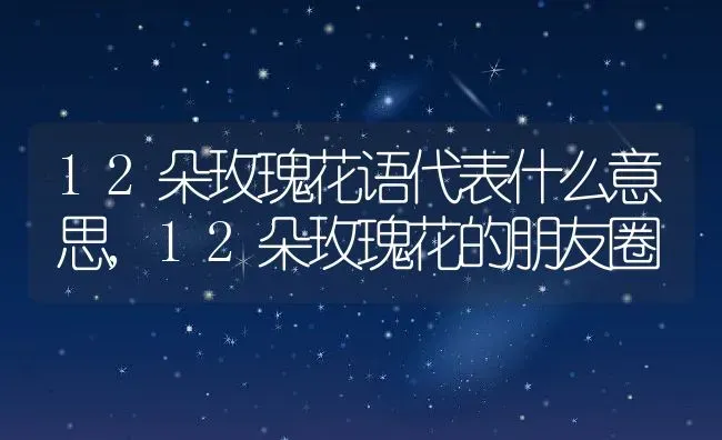 12朵玫瑰花语代表什么意思,12朵玫瑰花的朋友圈 | 养殖学堂