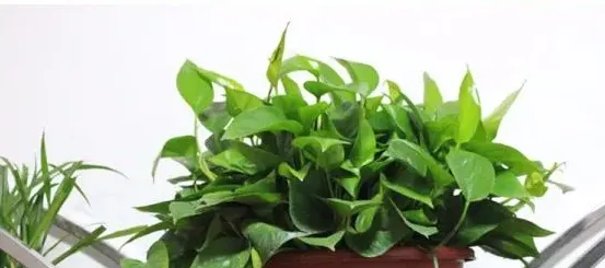 吊兰和绿萝吸甲醛哪个好,虎皮兰和绿萝哪个吸甲醛？