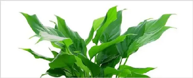 万年青气味有毒吗 | 三农知识