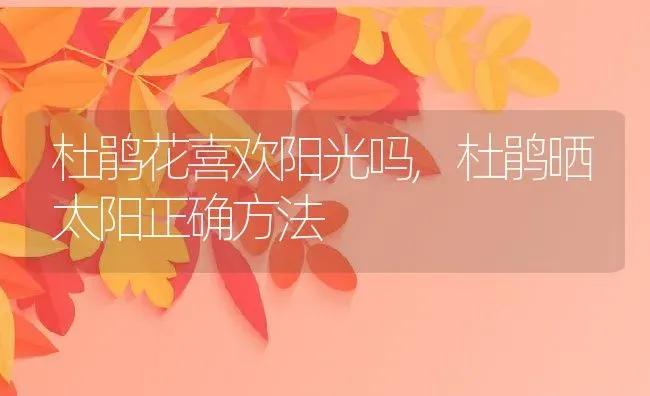 杜鹃花喜欢阳光吗,杜鹃晒太阳正确方法 | 养殖学堂