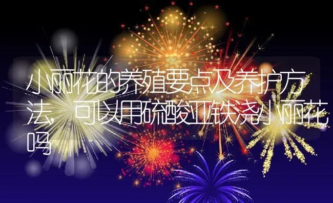 小丽花的养殖要点及养护方法,可以用硫酸亚铁浇小丽花吗 | 养殖学堂