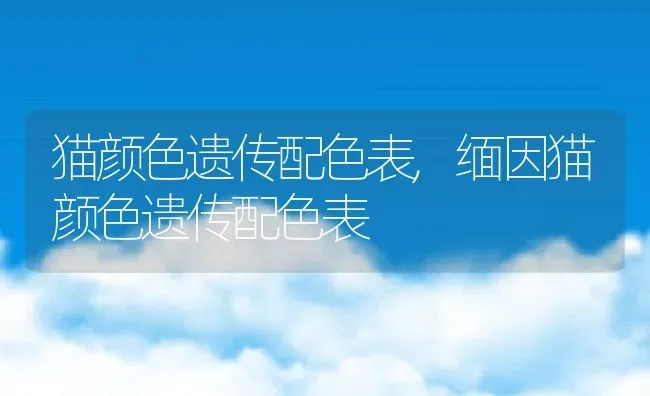 猫颜色遗传配色表,缅因猫颜色遗传配色表 | 养殖科普
