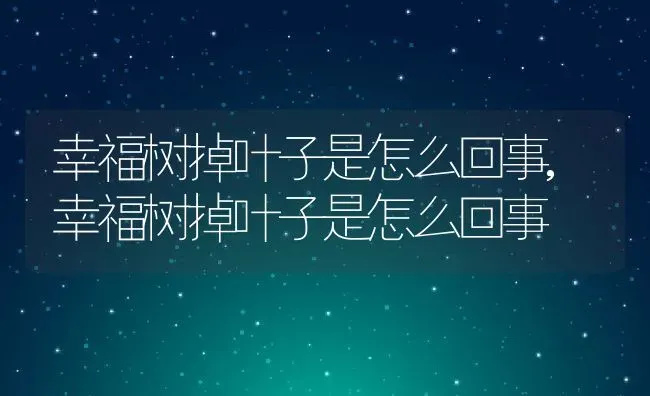 幸福树掉叶子是怎么回事,幸福树掉叶子是怎么回事 | 养殖科普