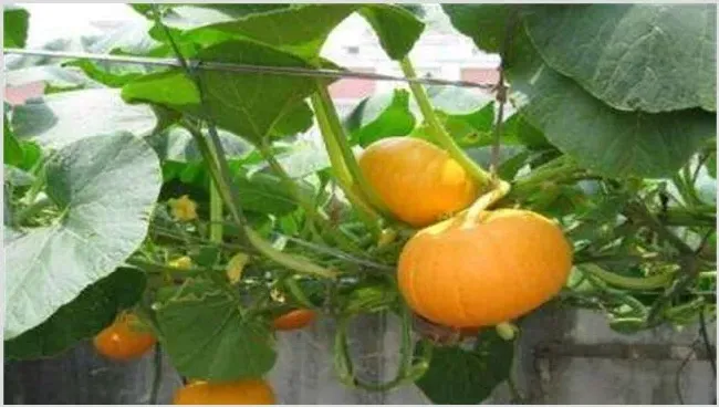 南瓜的种植条件 | 生活妙招