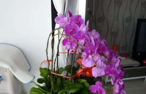 朋友送什么花合适,送朋友的花哪些合适？