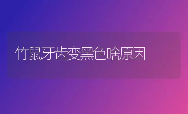 竹鼠牙齿变黑色啥原因 | 养殖技术大全